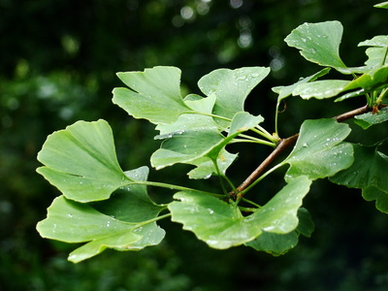 How To Grow A Ginkgo Tree Indoors Hunker