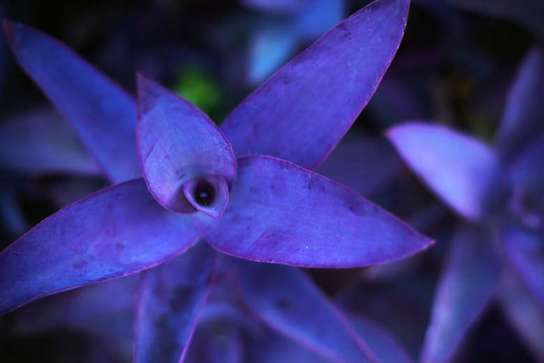 Purple leaves background, Tradescantia pallida or Purple Heart