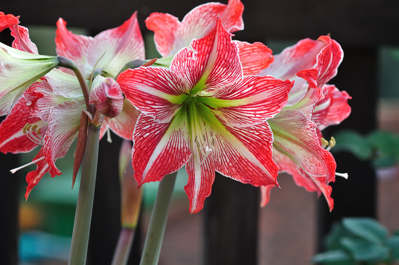 Amaryllis