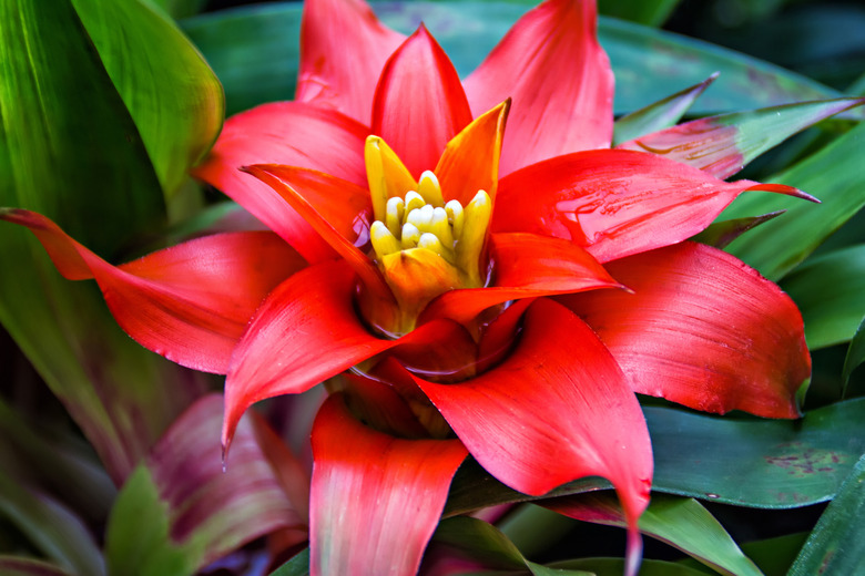 Close-up of a red Nidularium against green leaves