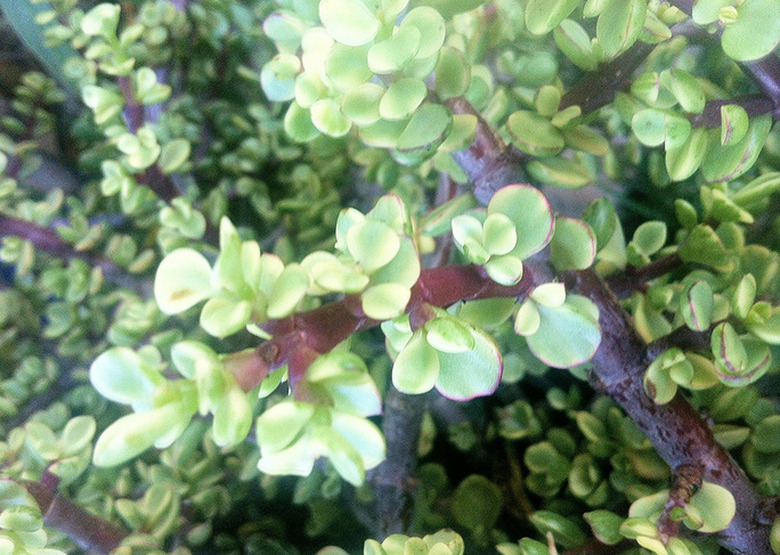 Elephant Bush Plant