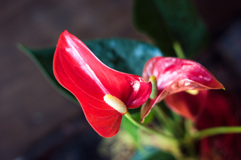 Red anthurium home plant in a pot over wooden background.