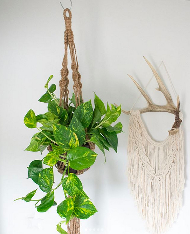 Golden pothos (Epipremnum spp)