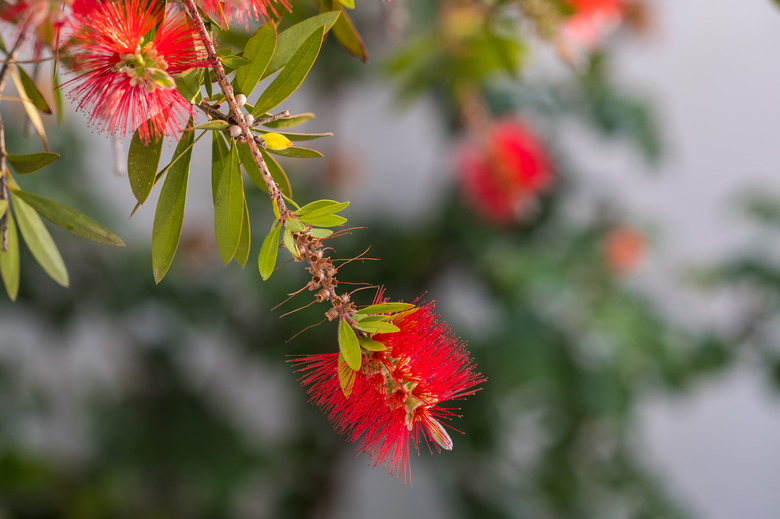 Red bottlebrush flower. Bottlebrush or Little John - Dwarf Callistemon