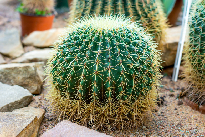 Green round thorny Golden Barrel cactus (Echinocactus grusonii or Kroenleinia grusonii) plant with needles in the garden