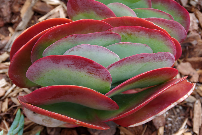 Flapjack Paddle Plant ‘Kalanchoe Thyrsiflora’