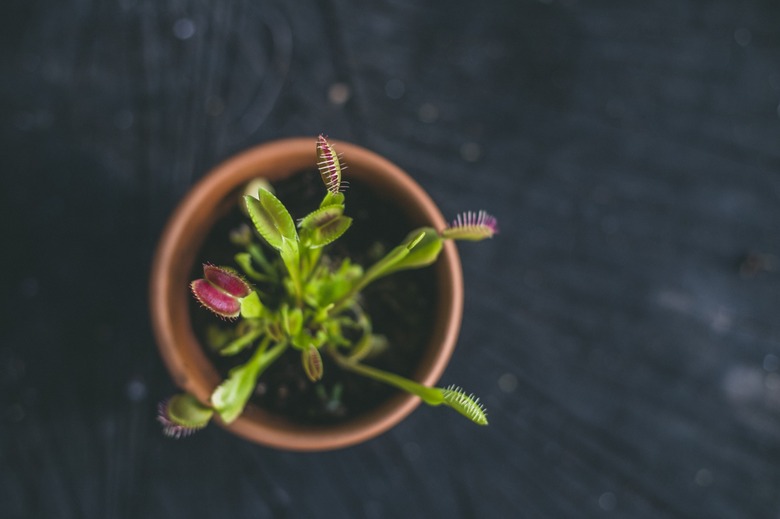 Venus Flytrap