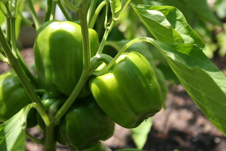 Green peppers in the garden