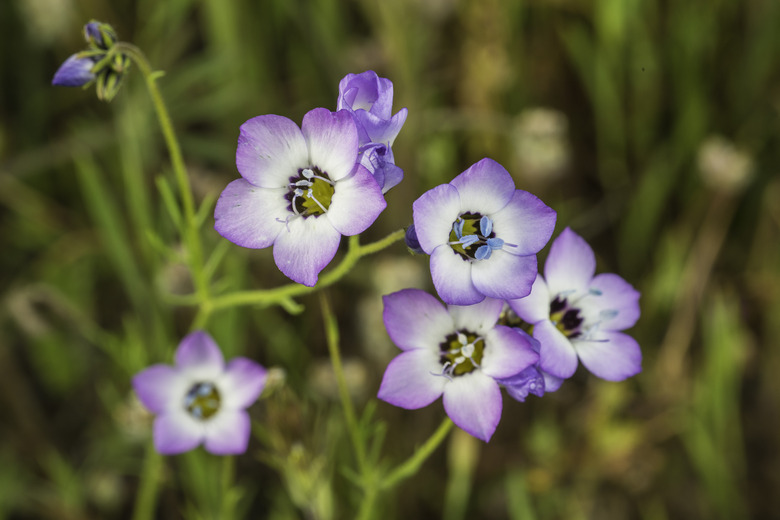 Gilia tricolor (Bird's-eye Gilia) is an annual plant native to the Central Valley and foothills of the Sierra Nevada and Coast Ranges in California. Pepperwood Preserve; Santa Rosa;  Sonoma County, California