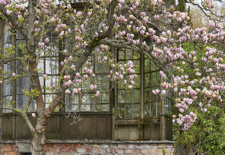 On a spring day within Mecklenburg Vorpommern, magnolia trees blossom with pink and white flowers.