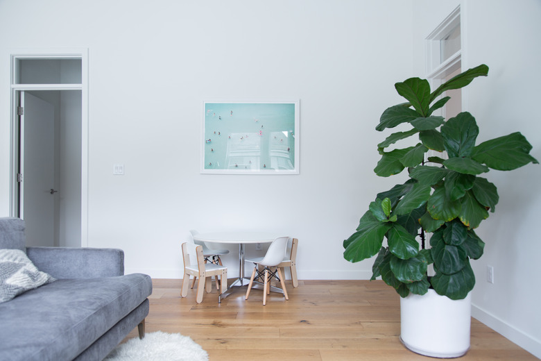 Fiddle Leaf Fig Tree