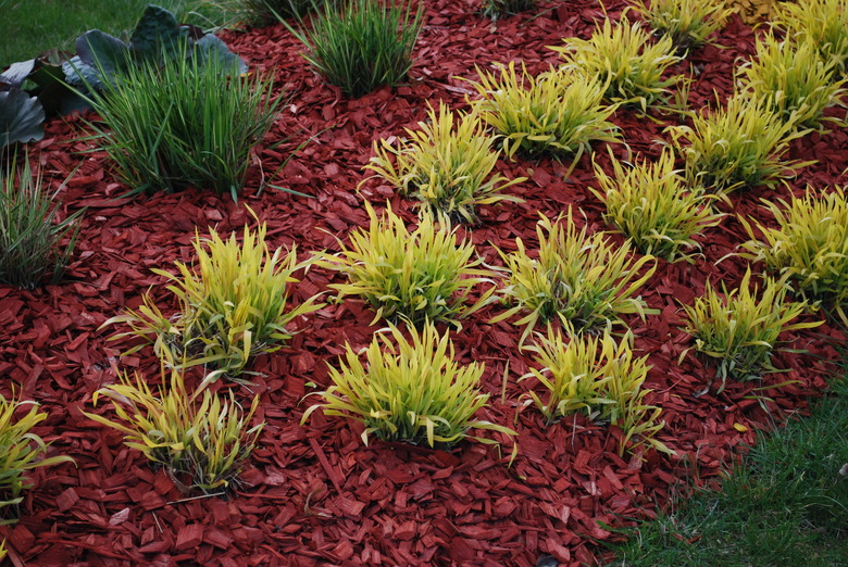 Molinia caerulea 'Variegata' on the flower bed.