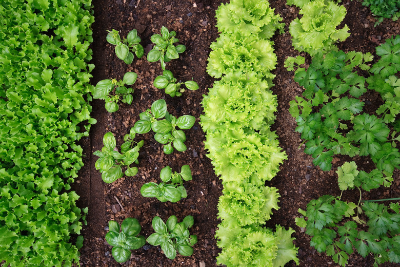 Vegetable garden.