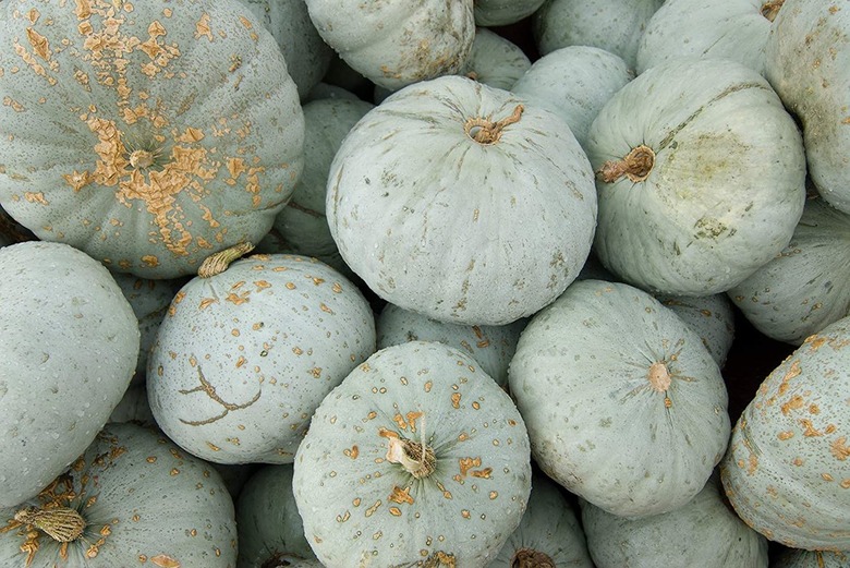 Winter squash, blue hubbard.