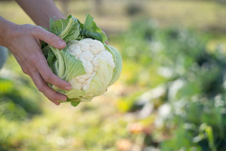 Picking cauliflower.