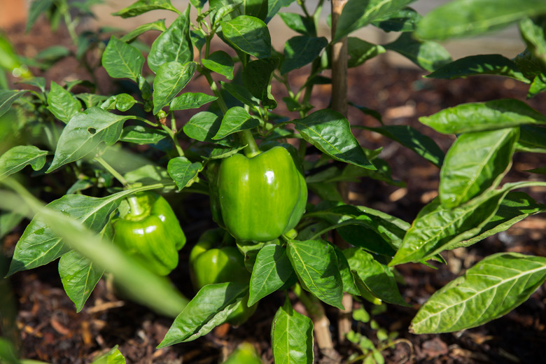 Organic green capsicums or bell peppers growing on the plant.