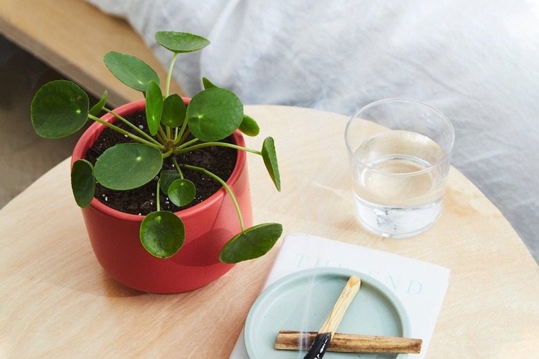 pilea plant in red pot on table