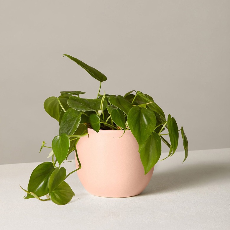 houseplant in pink planter