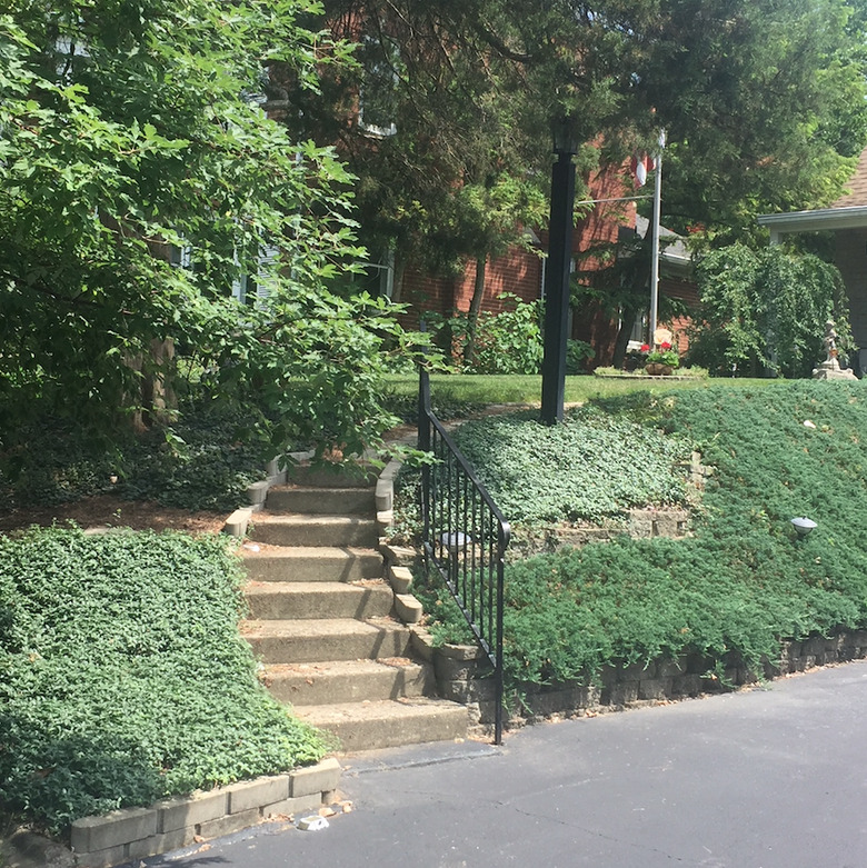 Ground cover on sloped yard.