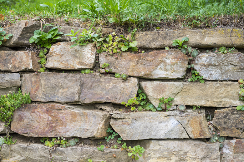 Wild shamrock and rockery plant growing in joints of an old stone wall