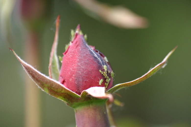 my rose is covered in ants