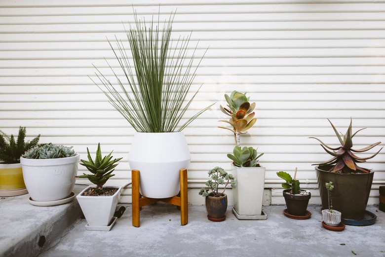 Plants in pots