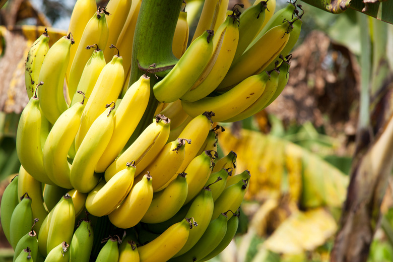 Bananas in various stages of ripeness growing on a tree