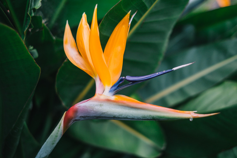 Close-Up Of Orange Flowering Plant