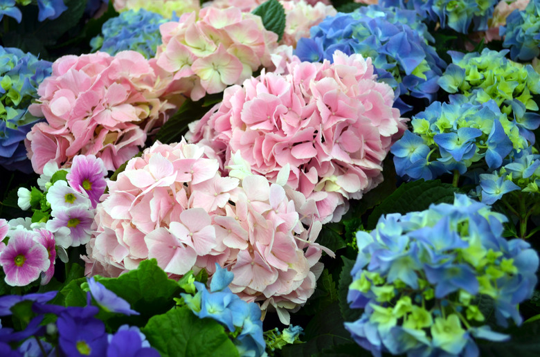 hydrangea plants in pink and blue