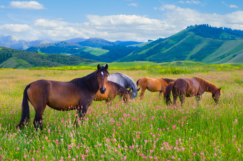 Horses are grazed on a meadow