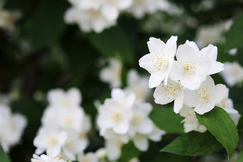 Jasmine flowers