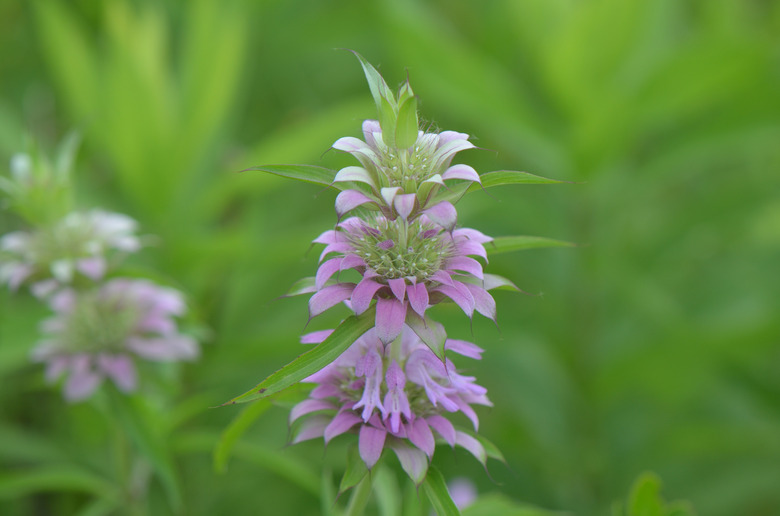 Lemon Bee Balm (monarda citriodora)  In Bloom