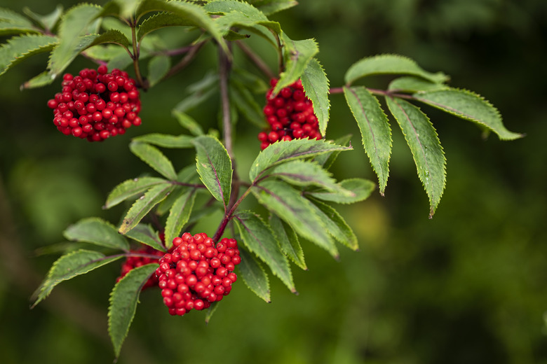 Branch of mountain ash tree.