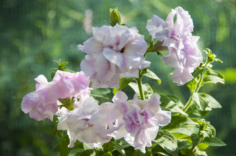 beautiful pink petunia flowers at blur green background