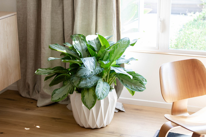 plant in decorative holder and hardwood floors