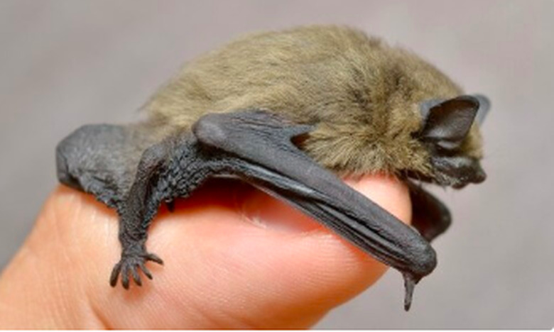 A small house bat.