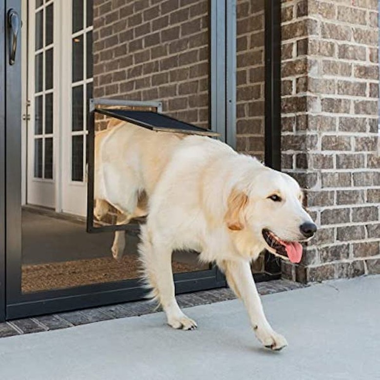 A dog coming out of a screen door