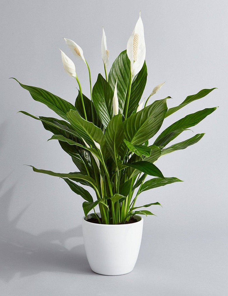 Peace lily plant