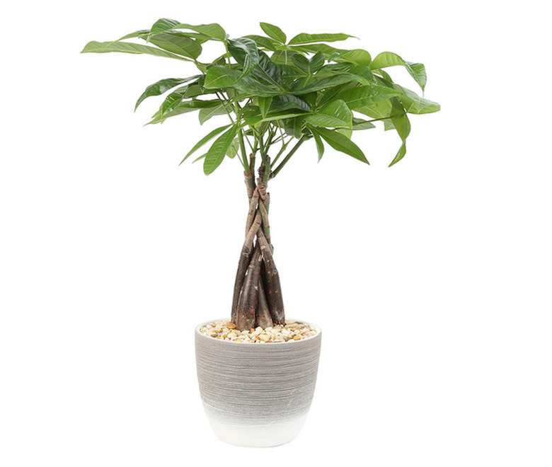 Money Plant