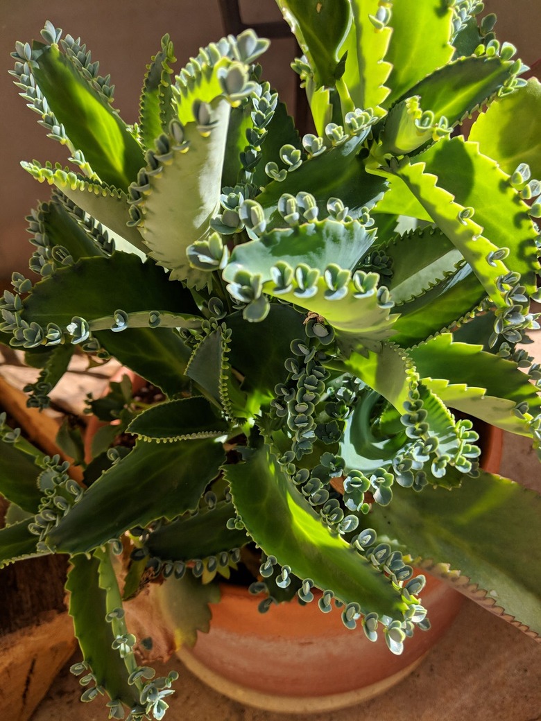 Mother of Thousands plant