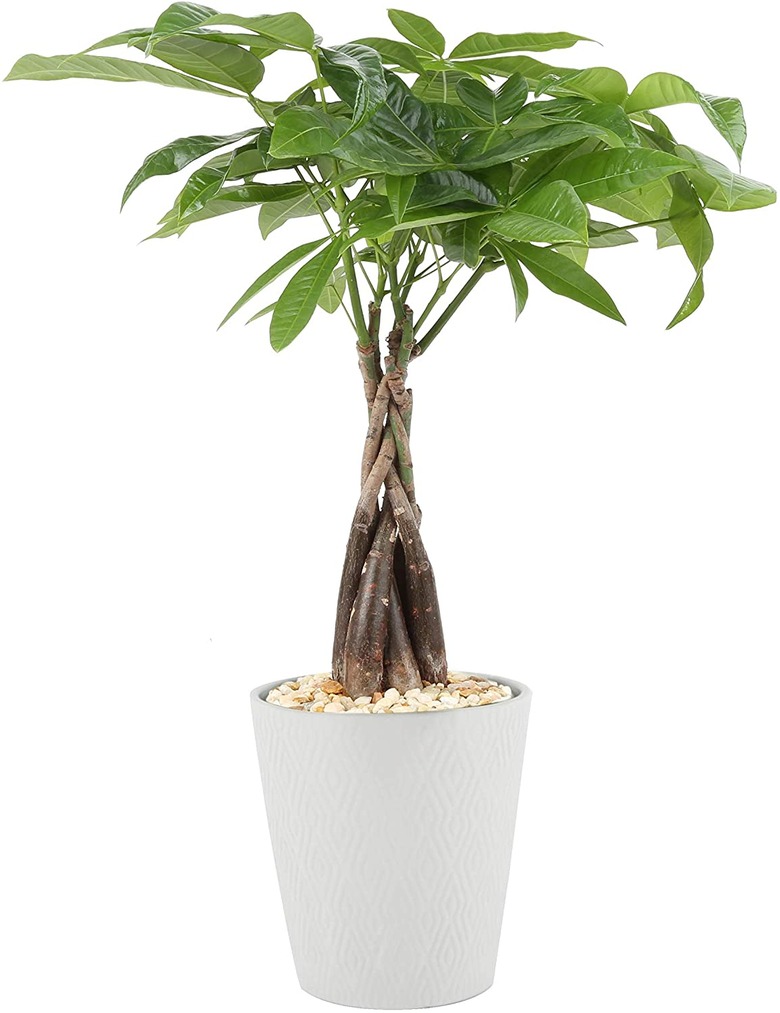 Money Tree plant