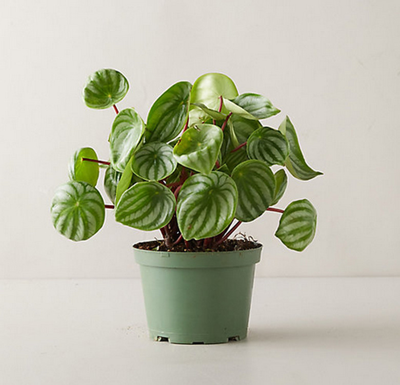 Watermelon Peperomia plant