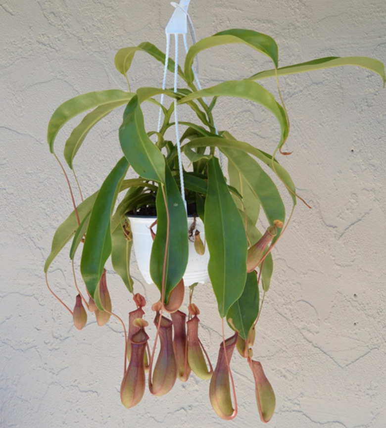 Nepenthes tropical pitcher plant