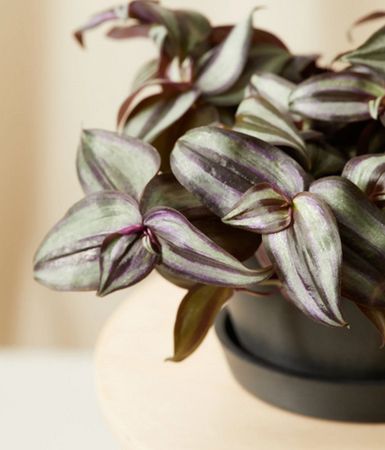 Tradescantia zebrina