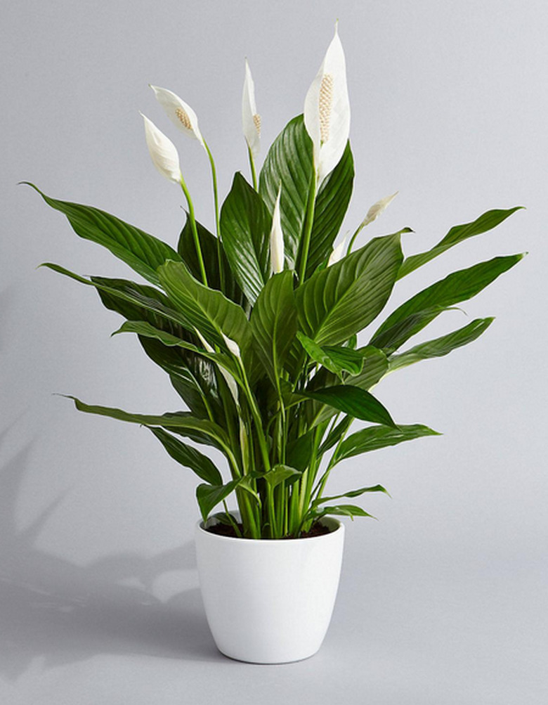 Peace Lily plant