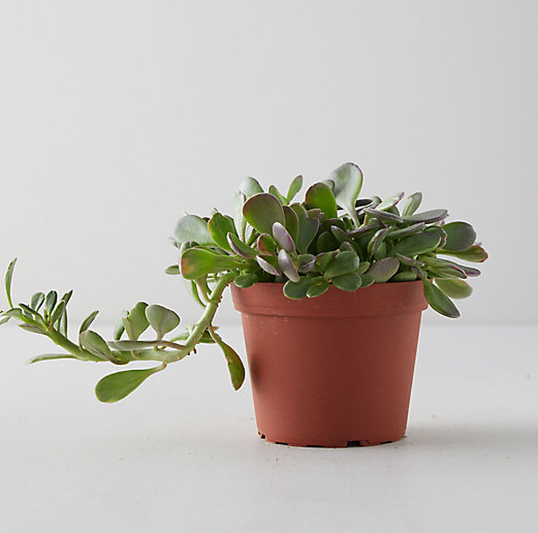 Trailing Jade plant