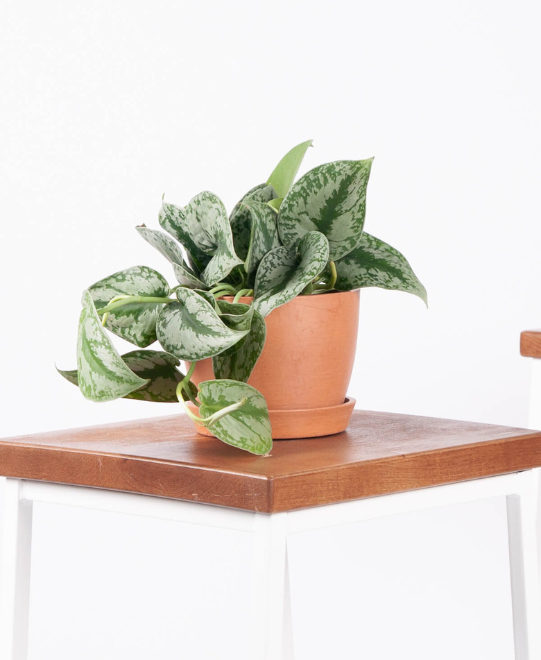 Silver Pothos