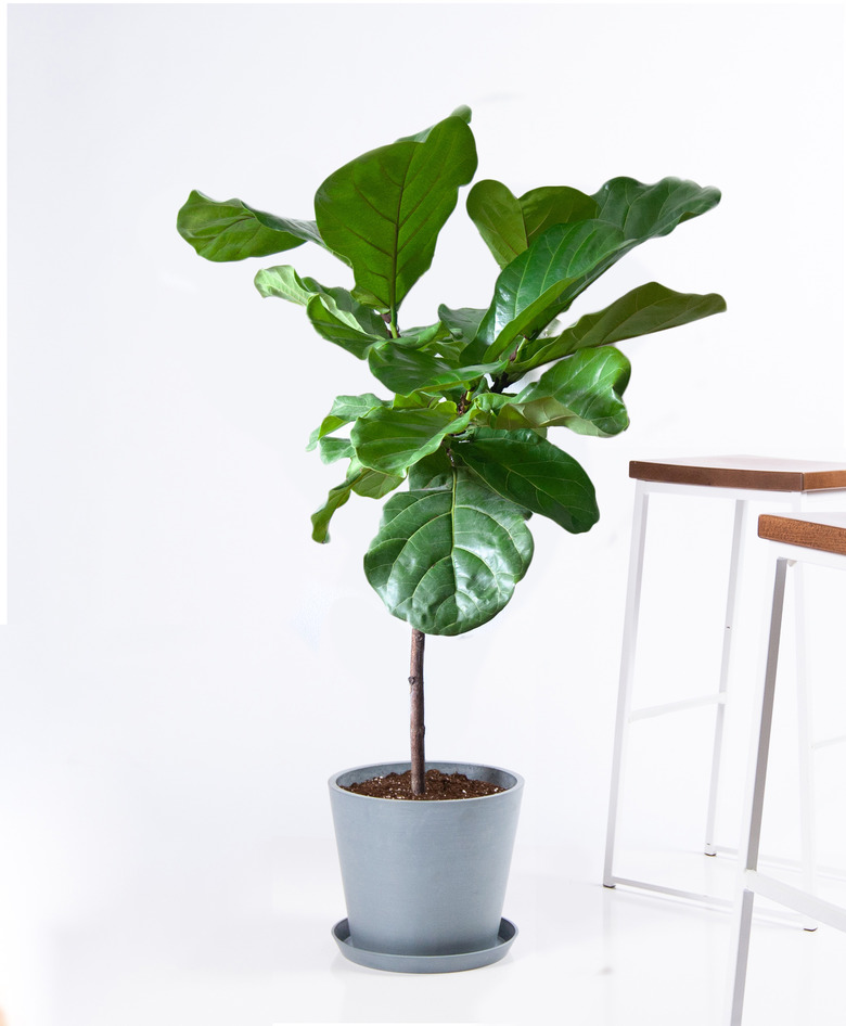 Fidde leaf fig