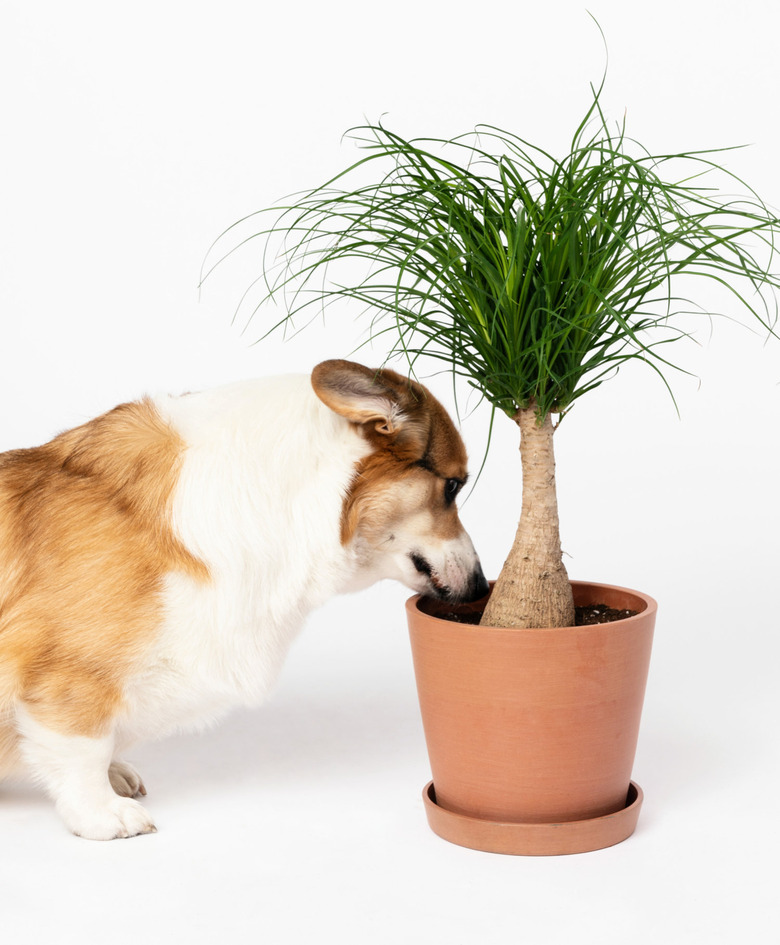 Ponytail palm