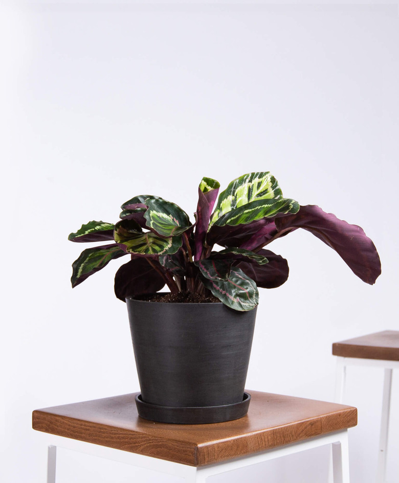 Calathea Medallion